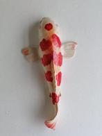 Vanessa Bonino - Koi carp