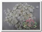 White Cay Cay Kleine Witte Schelpjes 200 gram, Hobby en Vrije tijd, Ophalen of Verzenden, Nieuw