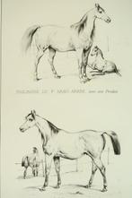 Cte de Lastic Saint-Jal - L ami de léleveur ; réflexions