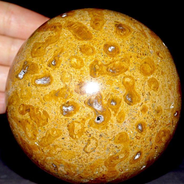 Grote fossiele koraalbollen - Trias - Fossiel fragment -, Antiek en Kunst, Curiosa en Brocante