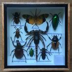 Schorpioenen, cicaden, neushoornkevers, hertkevers, Antiek en Kunst