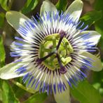 Passiflora caerulea - 60-80 cm, Ophalen of Verzenden