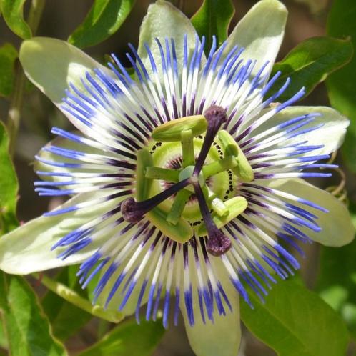 Passiflora caerulea - 60-80 cm, Tuin en Terras, Planten | Tuinplanten, Ophalen of Verzenden