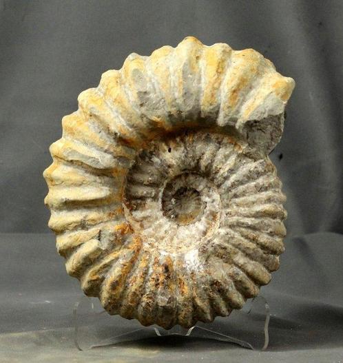 Fijne ammoniet op elegante plexiglazen standaard -, Verzamelen, Mineralen en Fossielen