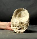 Enorme complete oester - Gefossiliseerd dier - Ostrea