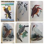 Siebold. - Fauna Japonica Aves [Atlas of Japanese Birds] -