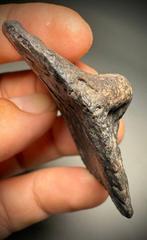 Fossil alligator pantserplaat - Fossiel bot - Alligator