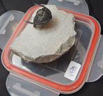 Fossiel - Fossiel skelet - Cornuproetus cornutus - 10 cm -, Verzamelen, Mineralen en Fossielen