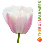 Bloembollen - 64 x Tulp Royal Pride - wit met roze, Verzenden, Voorjaar, Volle zon, Bloembol