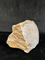 Os agathisée - Fossiel bot - Sauropode - 15 cm - 10 cm, Verzamelen