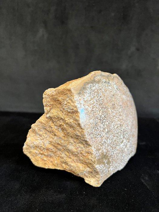 Os agathisée - Fossiel bot - Sauropode - 15 cm - 10 cm, Verzamelen, Mineralen en Fossielen