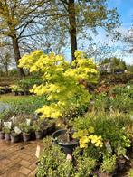 Acer shiriwasum aureum 125/150cm Japanse Goudesdoorn, Tuin en Terras, Ophalen