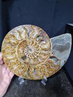 Very large cut Ammonite Aioloceras sp. - Hoogte: 240 mm -