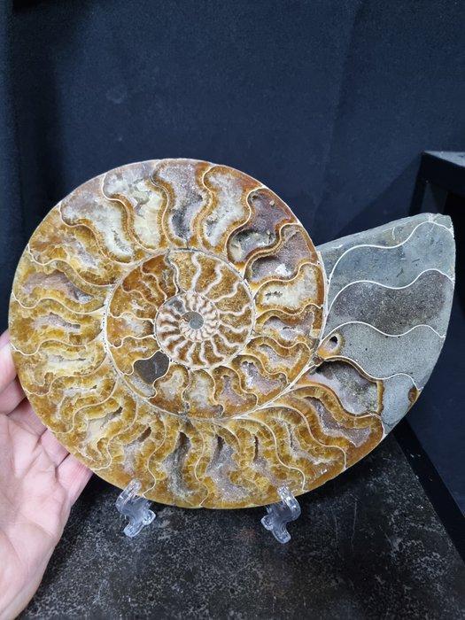 Very large cut Ammonite Aioloceras sp. - Hoogte: 240 mm -, Verzamelen, Mineralen en Fossielen