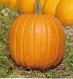 Expert 40765 F1 pompoen 5000 zaden, Hobby en Vrije tijd, Ophalen of Verzenden, Nieuw