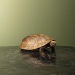 Landschildpad Antiek Taxidermie Opgezette Dieren By Max, Verzamelen, Dierenverzamelingen, Ophalen of Verzenden, Nieuw, Reptiel of Amfibie
