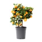 Citrus Calamondin - Ø15cm - 40cm, Verzenden, Nieuw