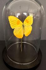 Vlinder Taxidermie volledige montage - Phoebis Philea - 18, Verzamelen, Dierenverzamelingen, Nieuw