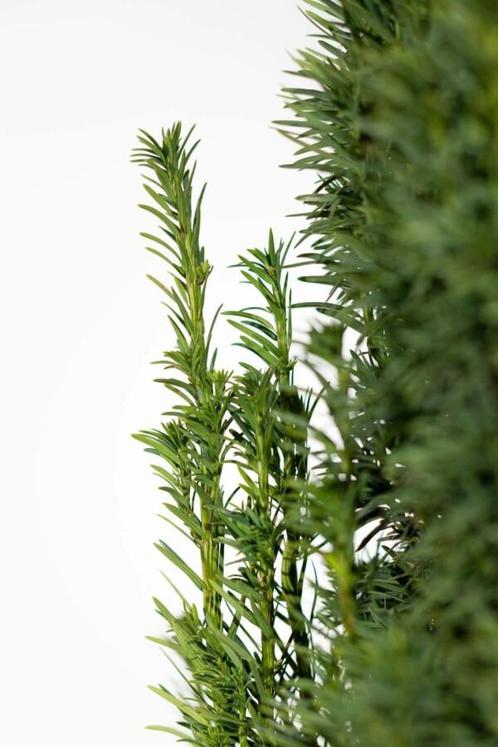 Zuiltaxus Taxus baccata fastigiata Robusta Haag 60-80 Kluit, Tuin en Terras, Planten | Struiken en Hagen