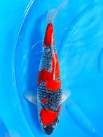 HQ Goshiki van Ozumi Ikarashi 37cm (Japanse Koi), Karper of Koi