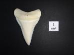 Witte haai Tand - Carcharodon carcharias - 39 mm - 27 mm - 7