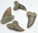 Breedtand witte haai - Fossiele tand - Isurus Planus