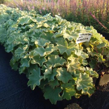 Alchemilla mollis Irish Silk (geel, Winterharde planten) beschikbaar voor biedingen