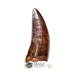 Dinosaurus - Fossiele tand - Finest Grade
