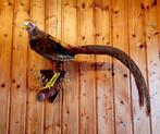 Fazant Taxidermie volledige montage - Chrysolophus pictus -, Nieuw