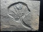 Crinoide - Gefossiliseerd dier - 42 cm - 33.5 cm