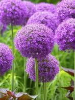 Allium Round and purple (sierui, Sier Allium), Ophalen of Verzenden