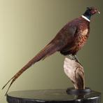 Fazant Taxidermie Opgezette Dieren By Max, Verzamelen, Ophalen of Verzenden, Nieuw, Vogel, Opgezet dier