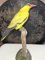 Chinese wielewaal Taxidermie volledige montage - Oriolus, Nieuw