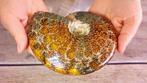 Nautilus - Fossiel skelet - Ammonite Cleoniceras - Large -, Nieuw
