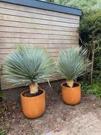 Yucca Rostrata | In verschillende maten | Outletplant, Volle zon, Vaste plant, Zomer, Ophalen