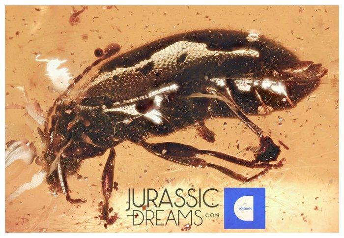 Grote modderkever Scirtidae fossiele insluiting echte BALTIC, Verzamelen, Mineralen en Fossielen