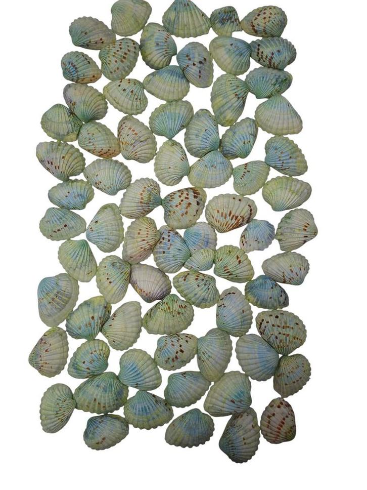 Tiger Chippy Schelpen Groen 500 gram, Hobby en Vrije tijd, Knutselen, Nieuw, Ophalen of Verzenden