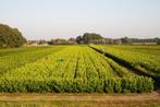 Laurier - Haagplanten - Vele soorten en maten 60 t/m 200cm, Tuin en Terras, Ophalen of Verzenden