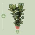 Ficus Lyrata - Ø27cm - 100cm, Verzenden, Nieuw