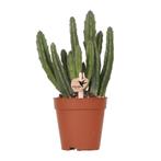 Kolibri Greens | Groene plant - Stapelia - groene kamerplant, Verzenden, Nieuw