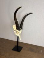 Waterbok Schedel op een standaard - Kobus ellipsiprymnus -