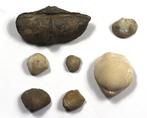 Mooiste collectie van verschillende brachiopoden -, Verzamelen, Mineralen en Fossielen
