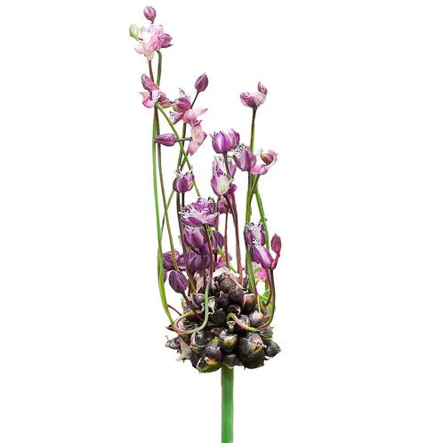 Bloembollen - 120 x Allium Art - paars, Tuin en Terras, Bloembollen en Zaden, Bloembol, Voorjaar, Volle zon, Verzenden