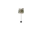 Olijfwilg leiboom 150 cm Elaeagnus ebbingei 270 cm, Tuin en Terras, Planten | Fruitbomen, Verzenden