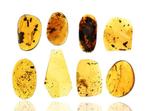 Birmese Amber - Fossiele cabochon - Lot of 8 Pieces - with a