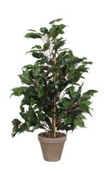 Ficus Exotica kunstplant, hoogte 65cm, Huis en Inrichting, Ophalen of Verzenden