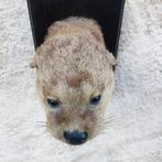 Otter Taxidermie wandmontage - Lutra lutra - 30 cm - 16 cm -, Nieuw