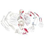 Anatomie model menselijk skelet met spieren, ongemonteerd, Sport en Fitness, Overige Sport en Fitness, Nieuw, Verzenden