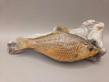 Vis Taxidermie volledige montage - Carassius carassius - 16 beschikbaar voor biedingen