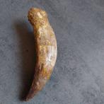 Dinosaurus - Fossiele tand - Sehr großer Spinosaurus